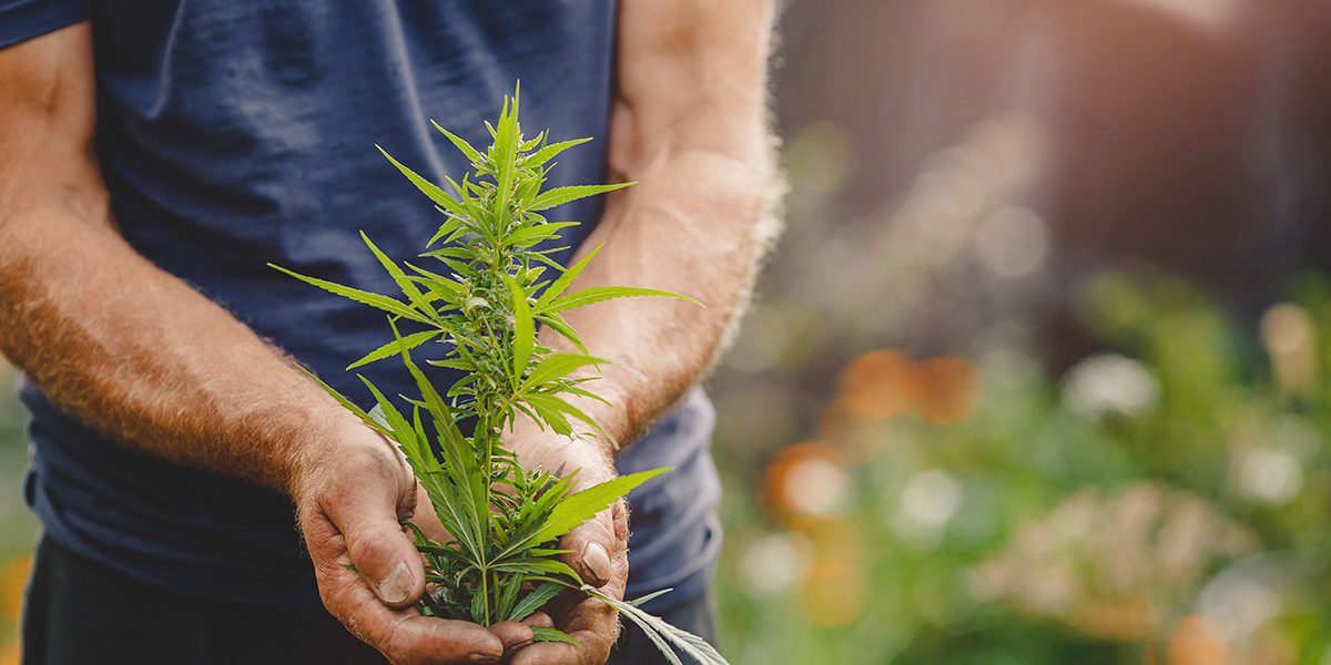 a person holding a marijuana plant wondering what is thc