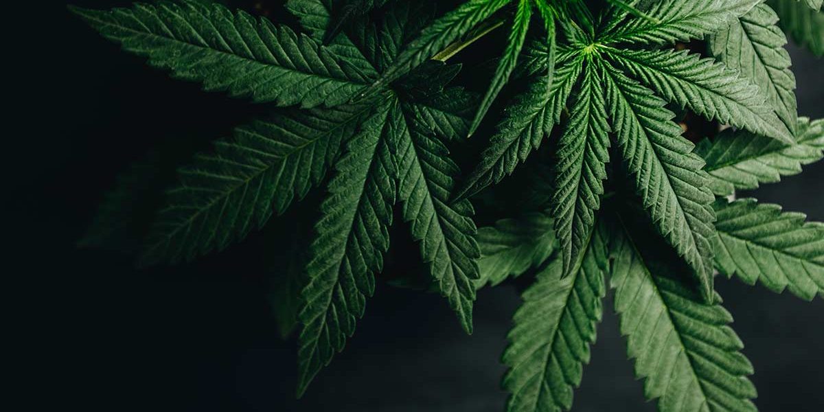 marijuana leaves that lead to marijuana detox