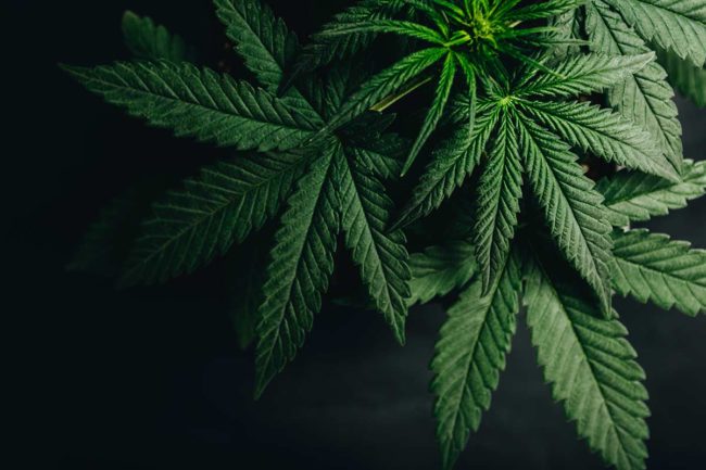 marijuana leaves that lead to marijuana detox